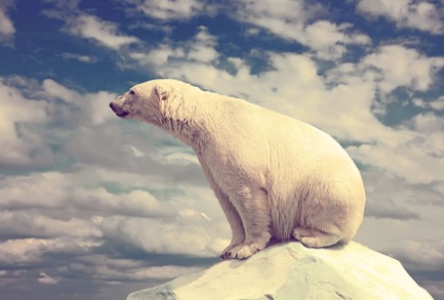Afbeeldingen van Polar bear