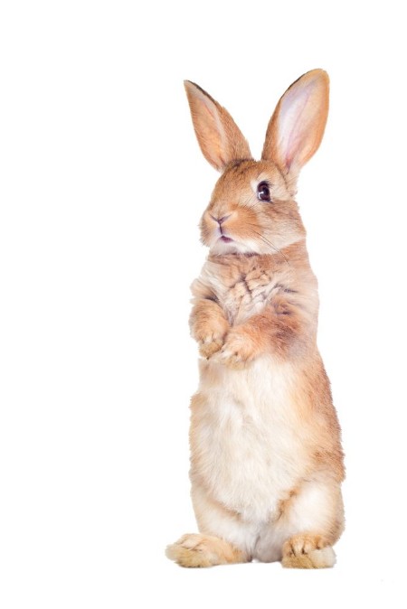 Picture of The funny rabbit is standing on its hind legs
