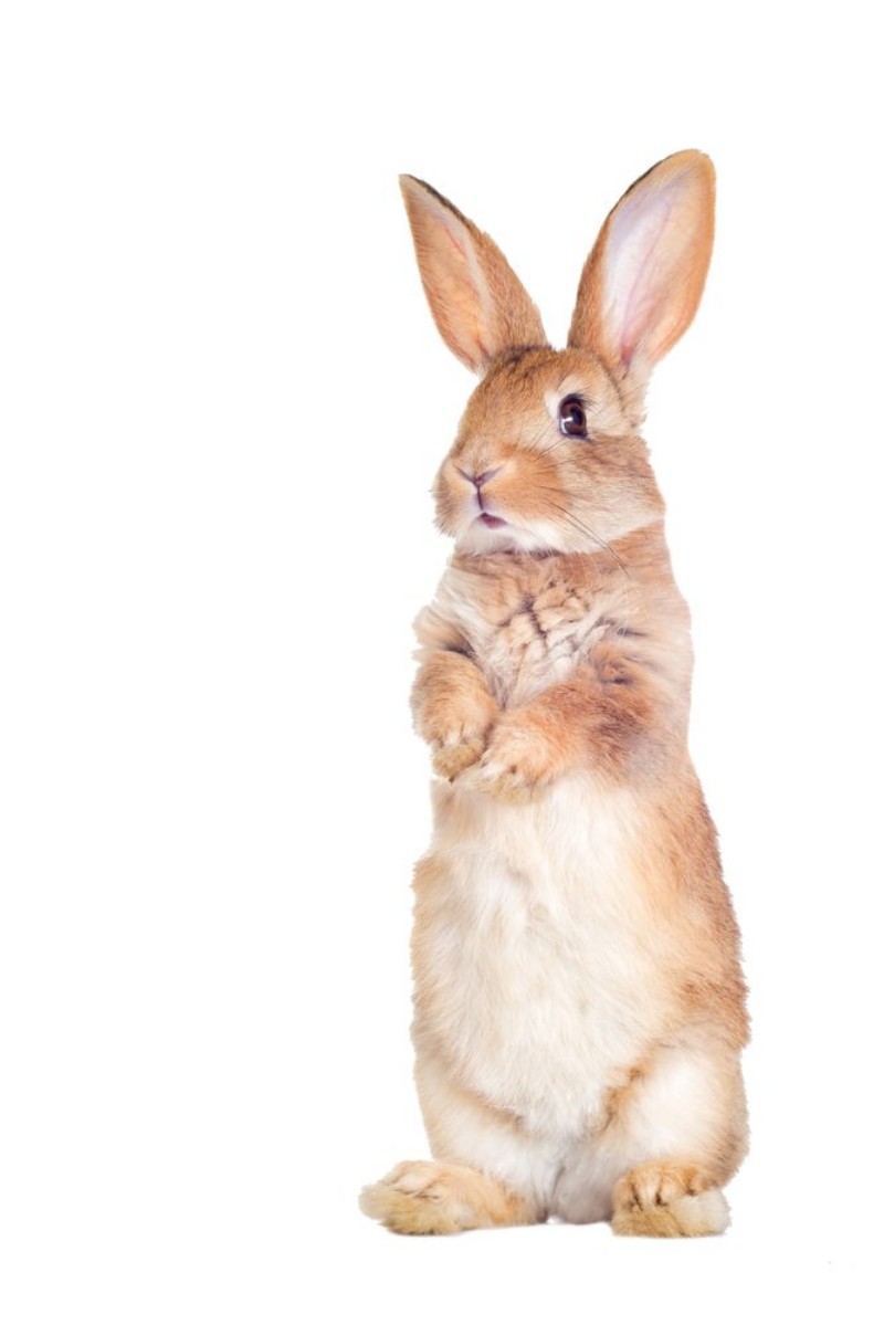 Afbeeldingen van The funny rabbit is standing on its hind legs