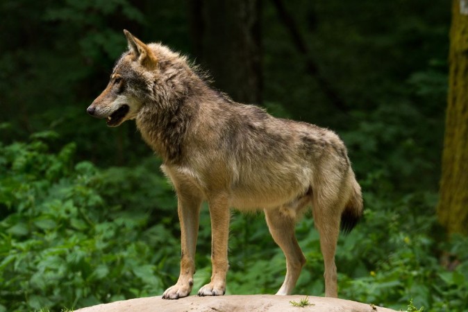 Image de Grey Wolf Canis lupus 