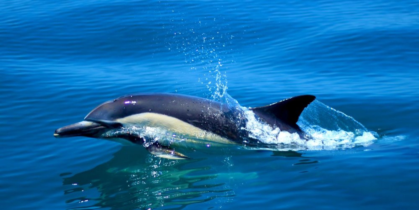 Afbeeldingen van Dolphin in the water nature wildlife