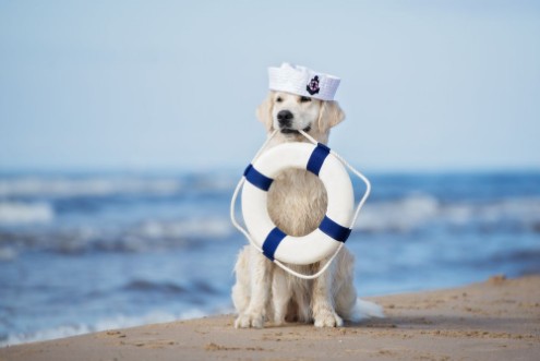 Afbeeldingen van Golden retriever dog with a life buoy on the beach