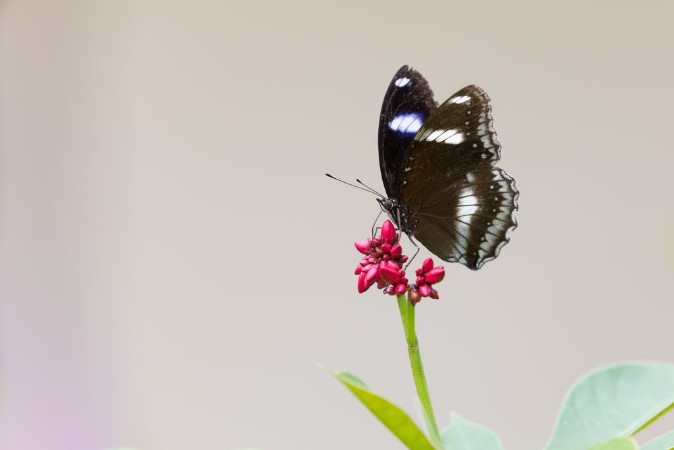 Afbeeldingen van Black butterfly with white spots on the pink flower