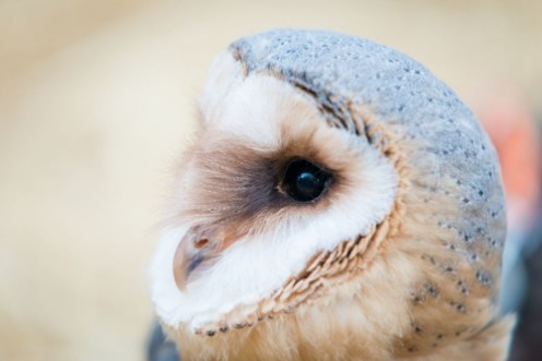 Image de Common barn owl