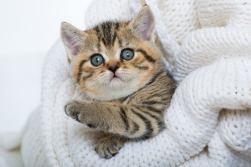 Image de Adorable Kitten