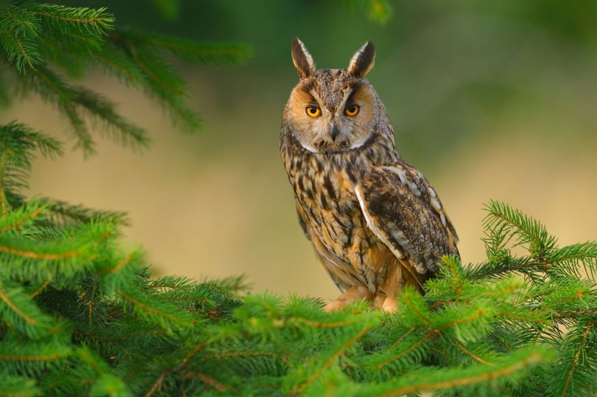 Afbeeldingen van Europaean Long Eared Owl Asio otus - natural forest green background 