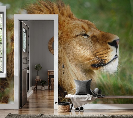 Picture of Lion