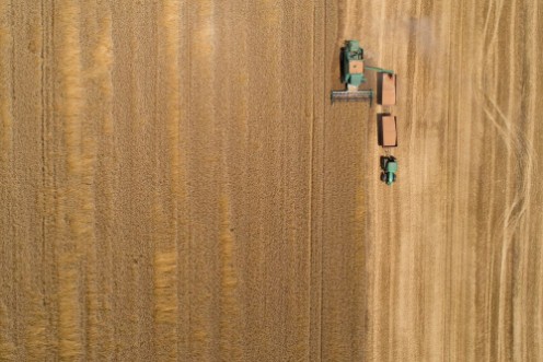 Afbeeldingen van Combine harvester harvesting golden wheat