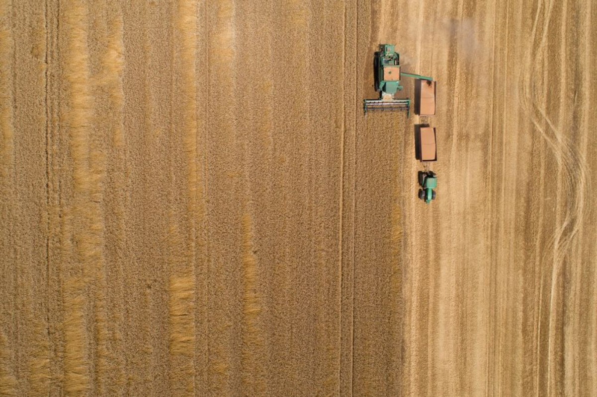 Afbeeldingen van Combine harvester harvesting golden wheat