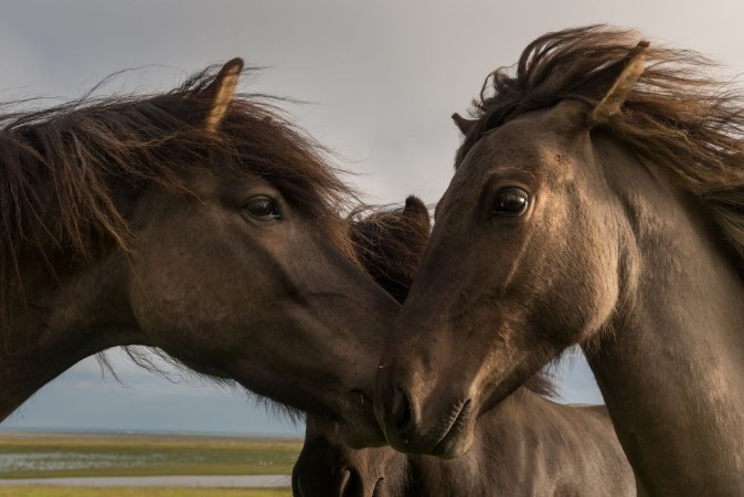 Horse photowallpaper Scandiwall