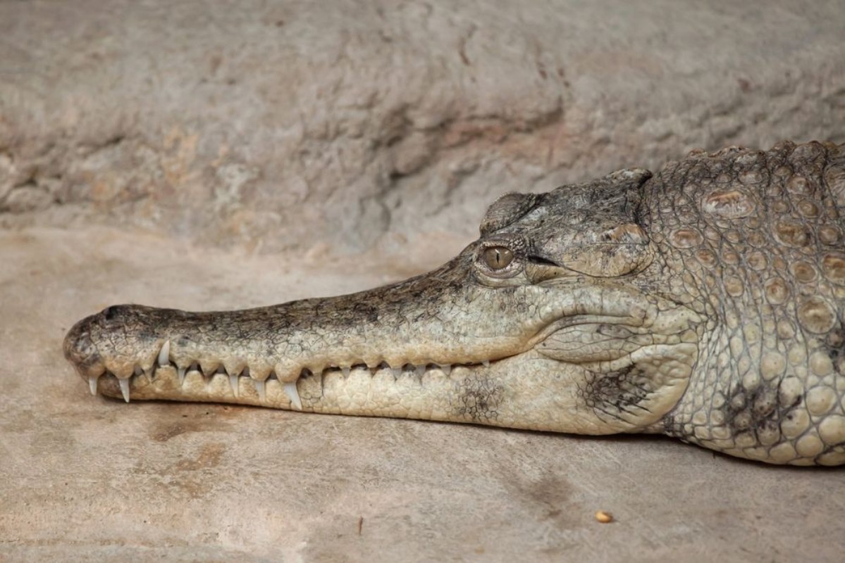 Image de Slender-snouted crocodile Mecistops cataphractus