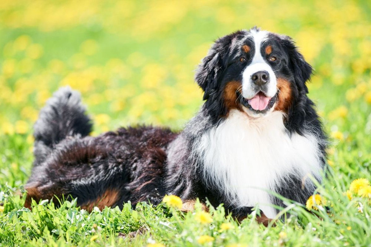 Bild på Bernese Sennenhund purebred shepherd dog in field