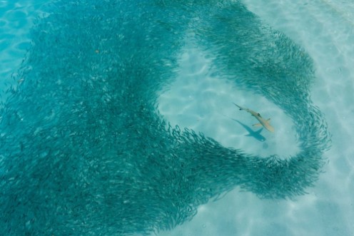 Afbeeldingen van Reef shark moves through a shoal of fish hunting