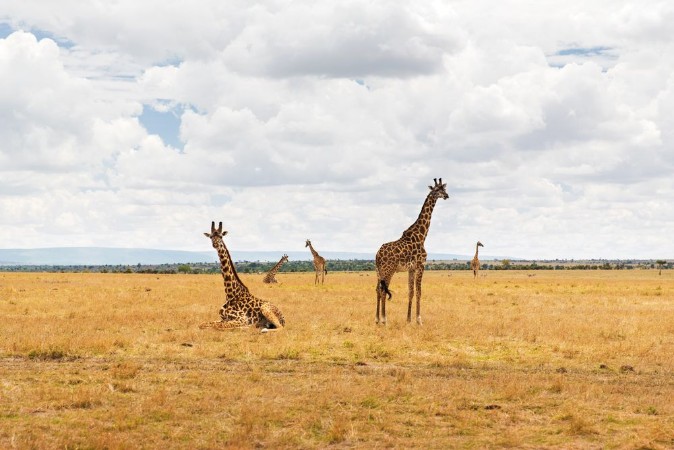 Afbeeldingen van Group of giraffes in savannah at africa