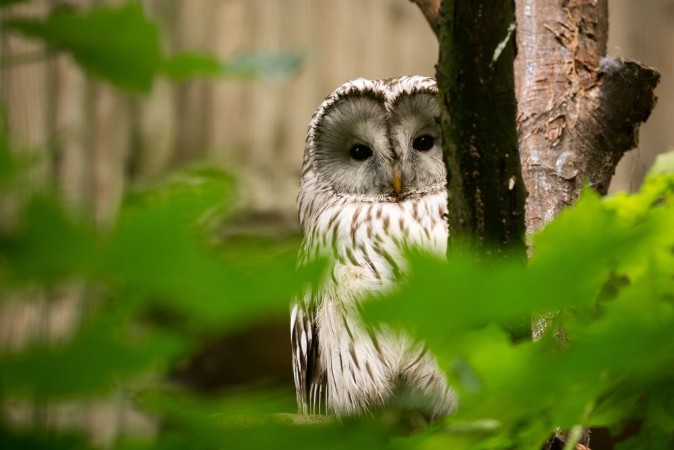 Picture of Ural Owl