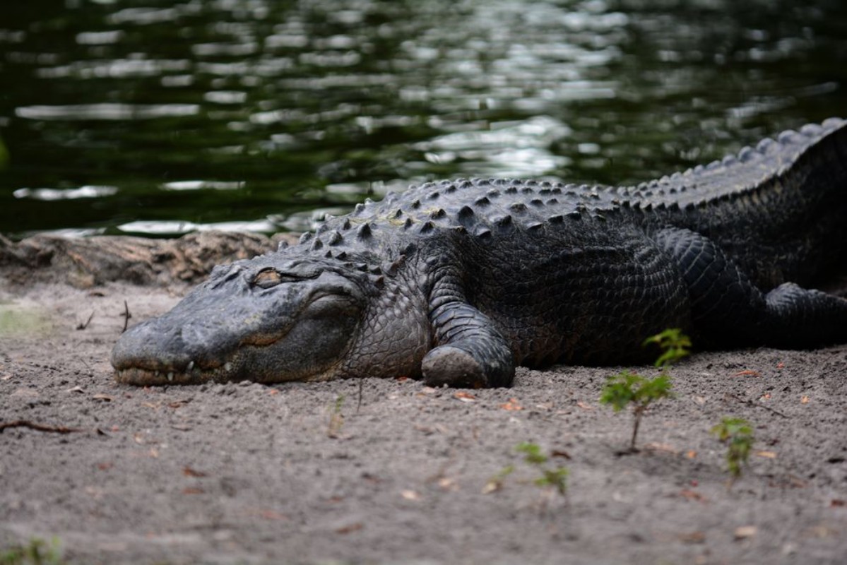 Afbeeldingen van Aligators in swamp water