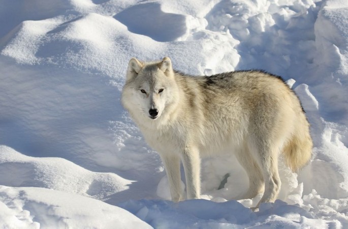 Image de Loup seul dans la neige