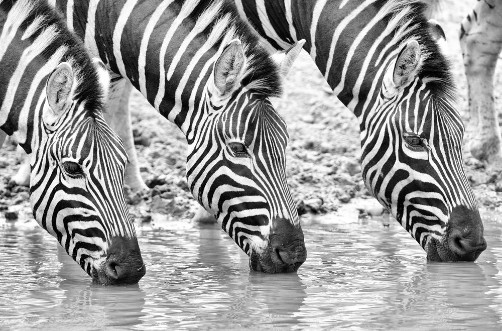 Afbeeldingen van Triple zebra