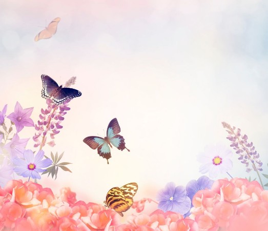 Afbeeldingen van Flowers and Butterflies