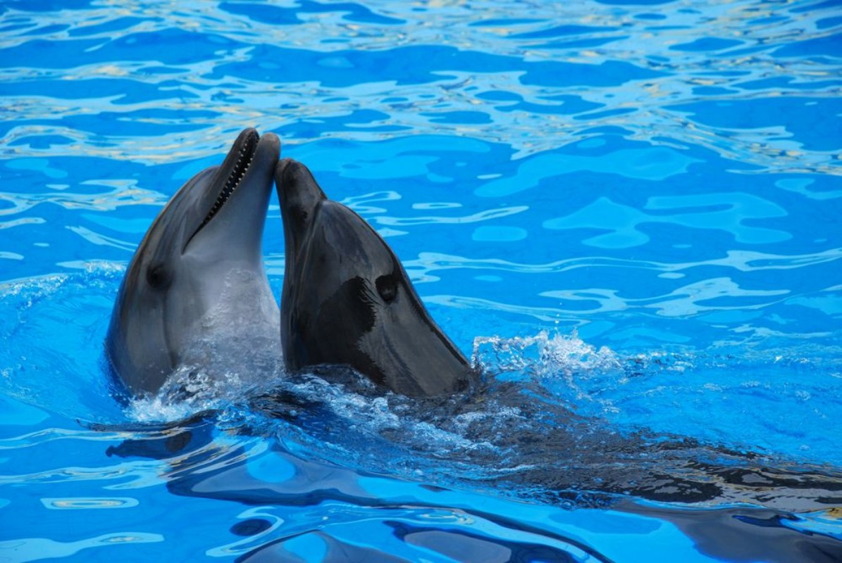 Afbeeldingen van Two dolphins playing in the water