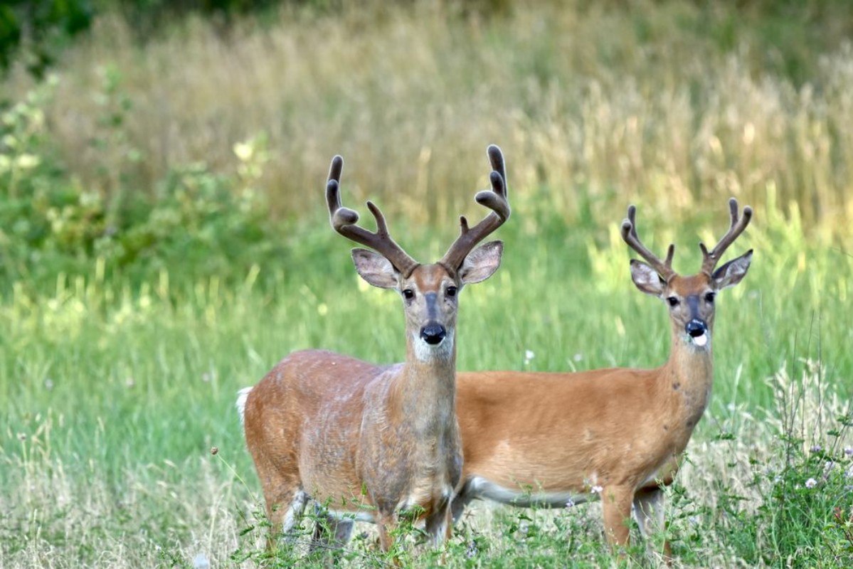 Afbeeldingen van White-tailed buck deer Odocoileus virginianus