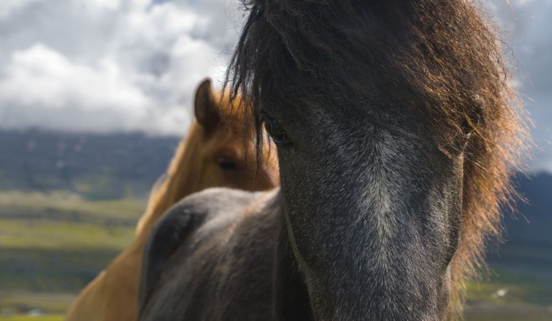 Image de Icelandic Horse - closeup