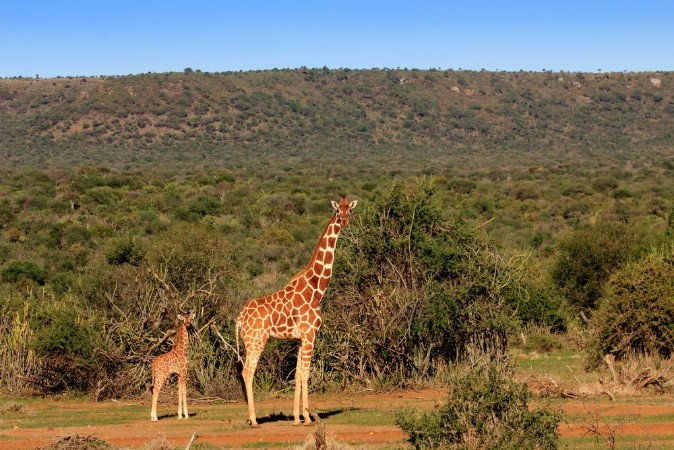 Afbeeldingen van Giraffe mother and baby