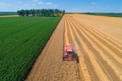 Afbeeldingen van Combine harvester in wheat field