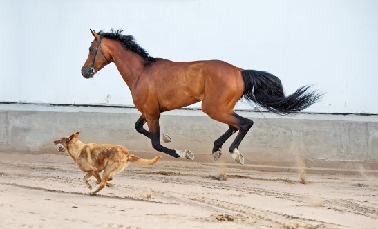 Afbeeldingen van Running and playing  bay horse with  dog
