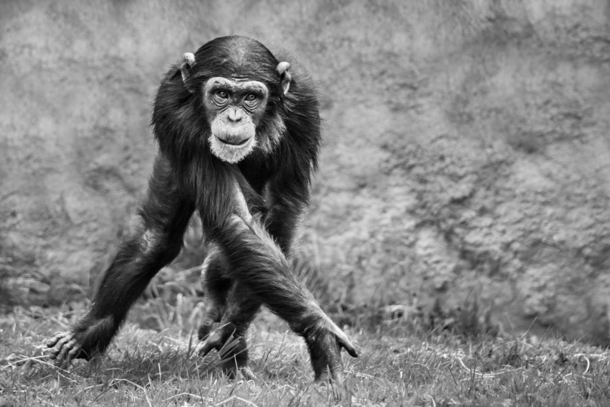Bild på Chimpanzee