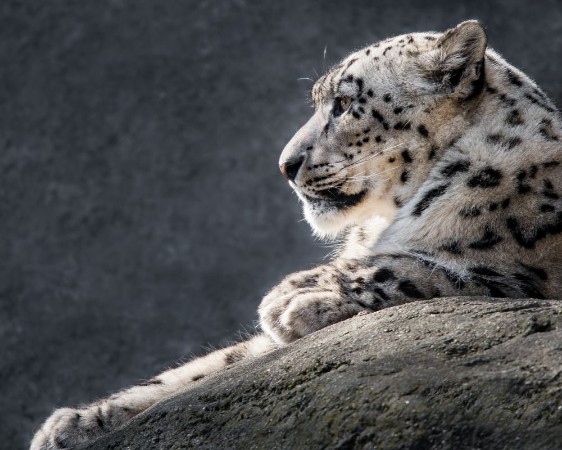 Afbeeldingen van Snow Leopard XXXI