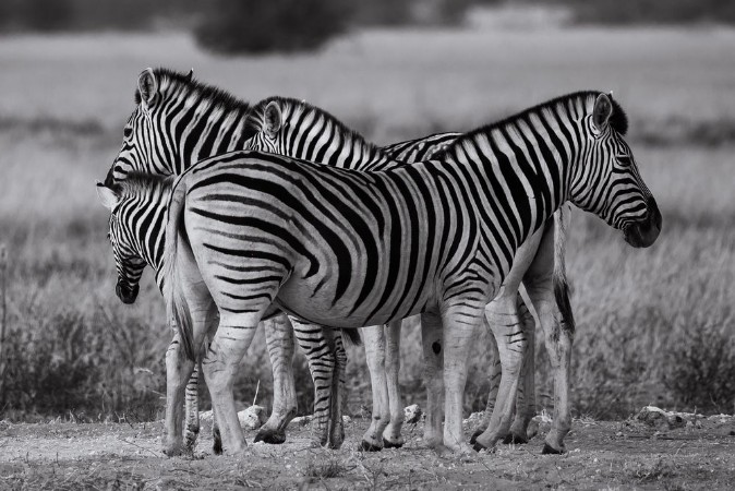 Picture of Zebra group