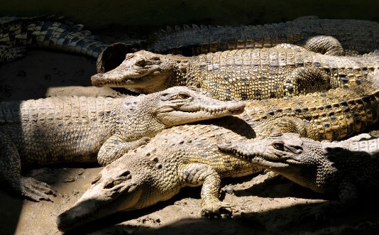 Afbeeldingen van Crocodiles in a pile lie together