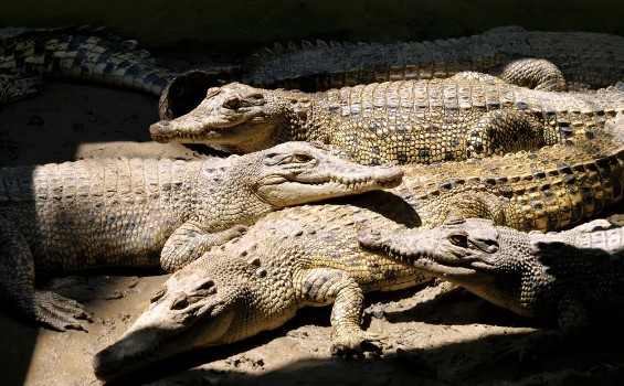 Bild på Crocodiles in a pile lie together