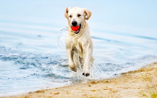 Afbeeldingen van Dog runs along the beach in a spray of water