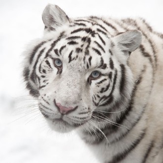 Image de Bengal tiger 