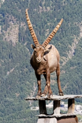 Picture of Mountain Goat