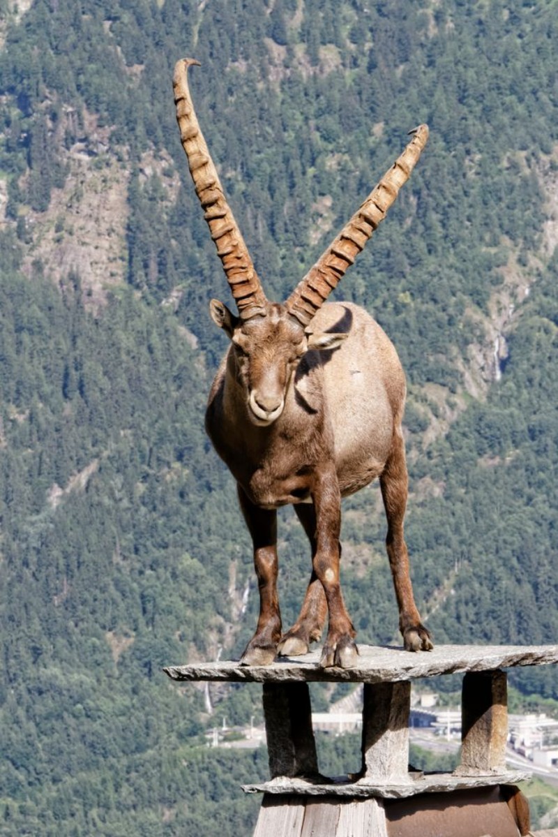 Image de Mountain Goat
