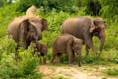 Afbeeldingen van Elephant family Sri Lanka