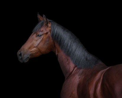 Picture of Bay horse on black background isolated
