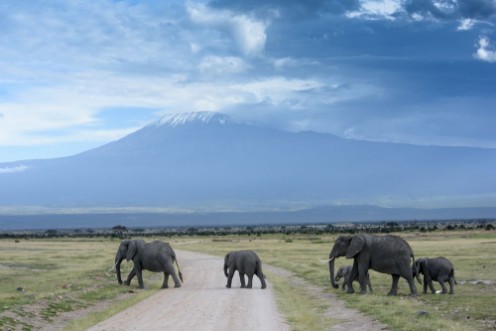 Picture of Elephants and Kilimanjaro