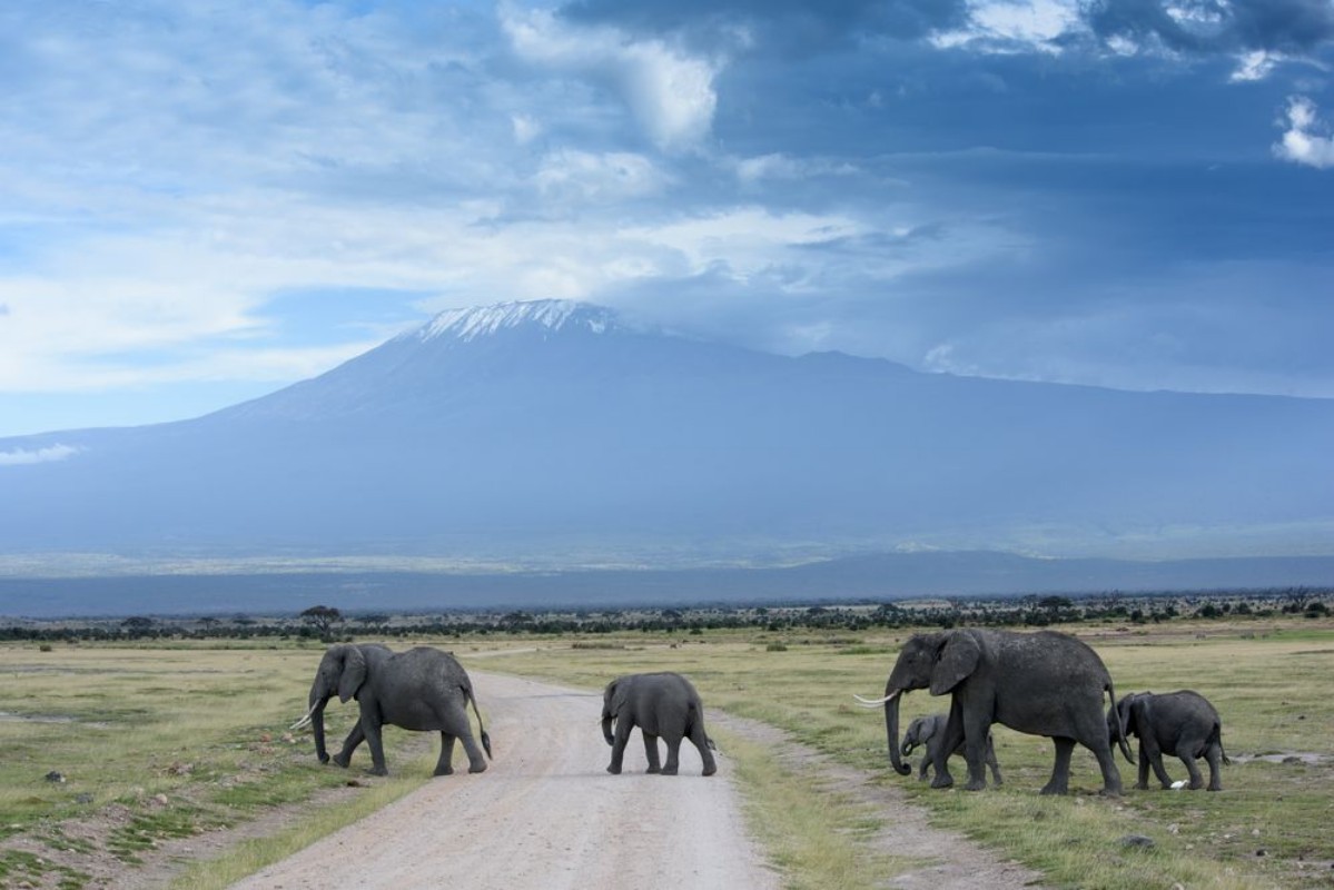 Bild von Elephants and Kilimanjaro