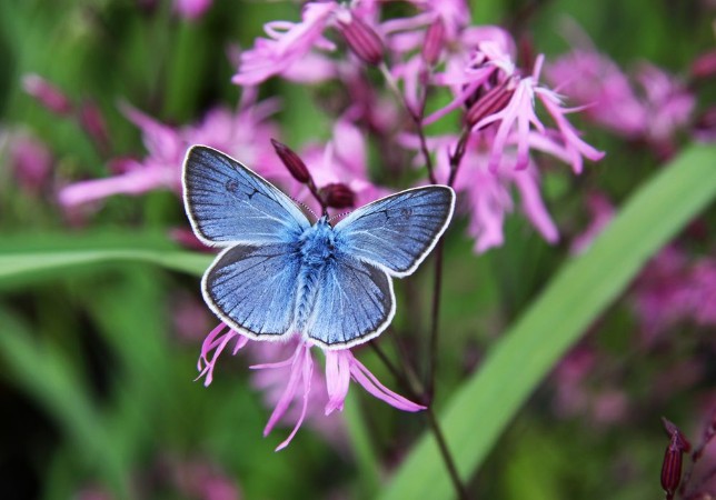 Bild på Beautiful blue butterfly on pink flowers