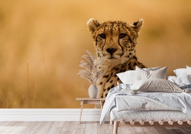 Picture of Gepard