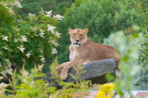 Image de Lioness on rock