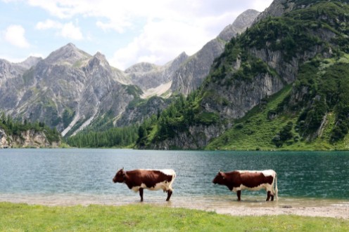 Picture of Khe stehen im Bergsee