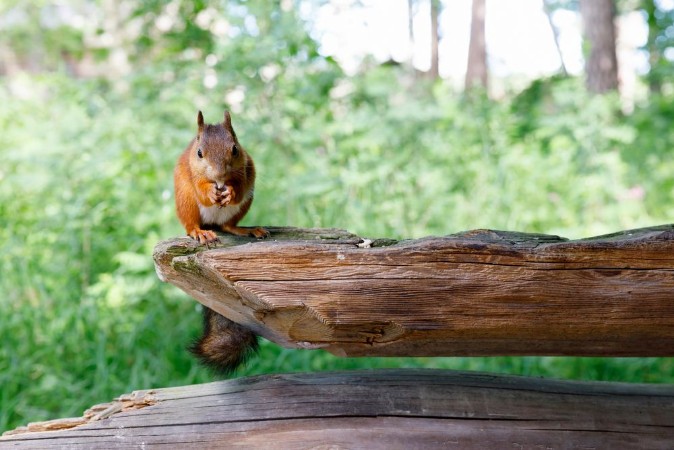 Afbeeldingen van Squirrel sit on old wooden beam