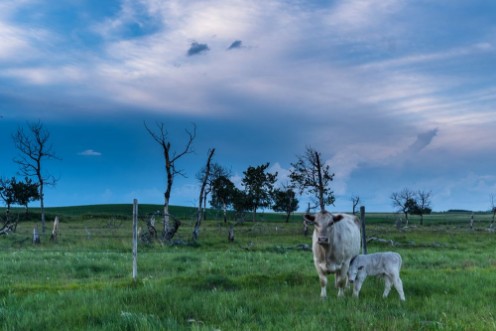 Afbeeldingen van Cow and Calf on the Prairies 
