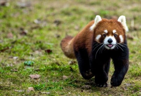 Bild på Red panda