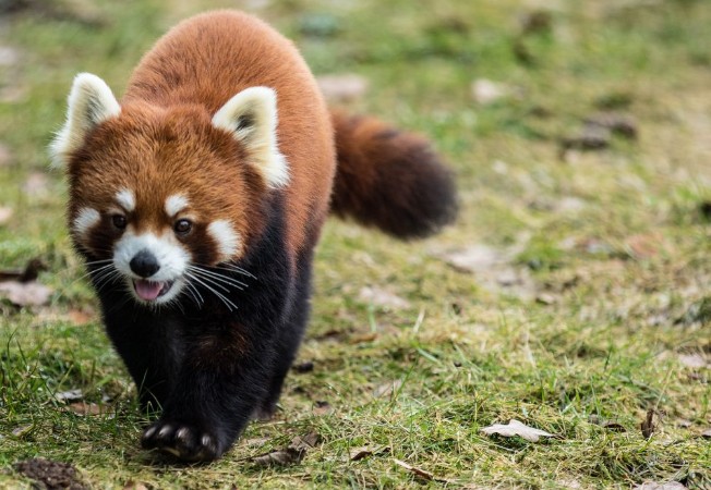 Red panda photowallpaper Scandiwall